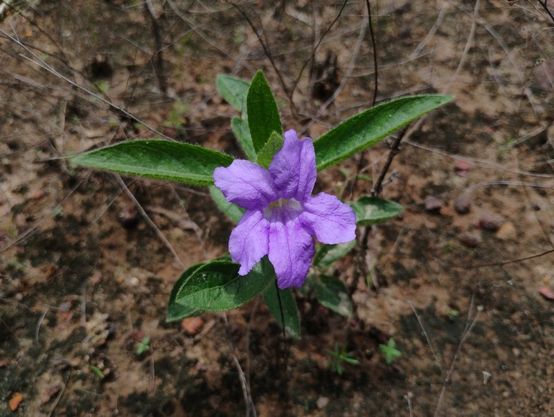 Ruellia taboleirana photo 3