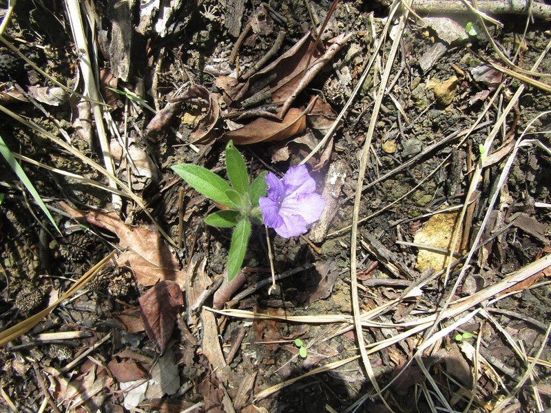 Ruellia taboleirana photo 4