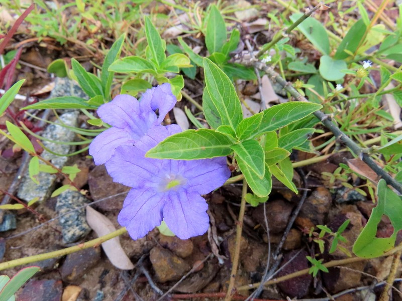 Ruellia taboleirana photo 5