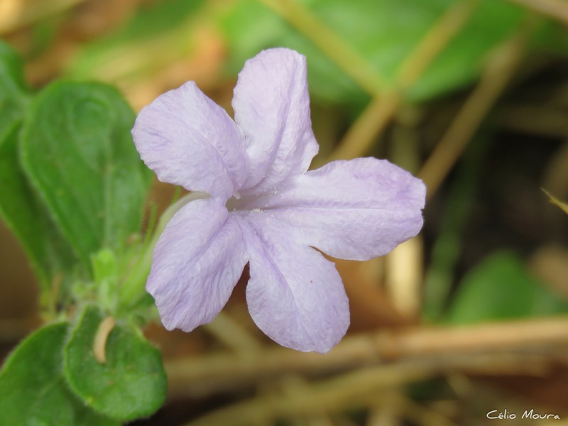 Ruellia taboleirana photo 6