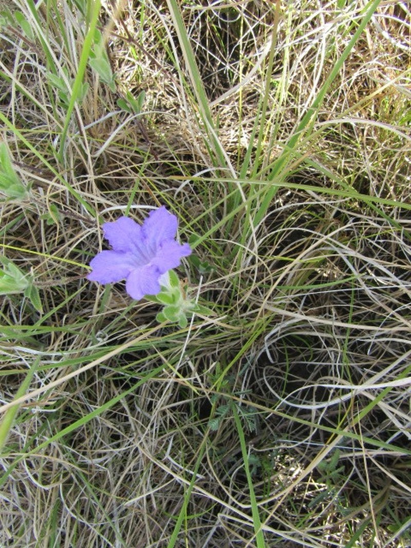 Ruellia taboleirana photo 7