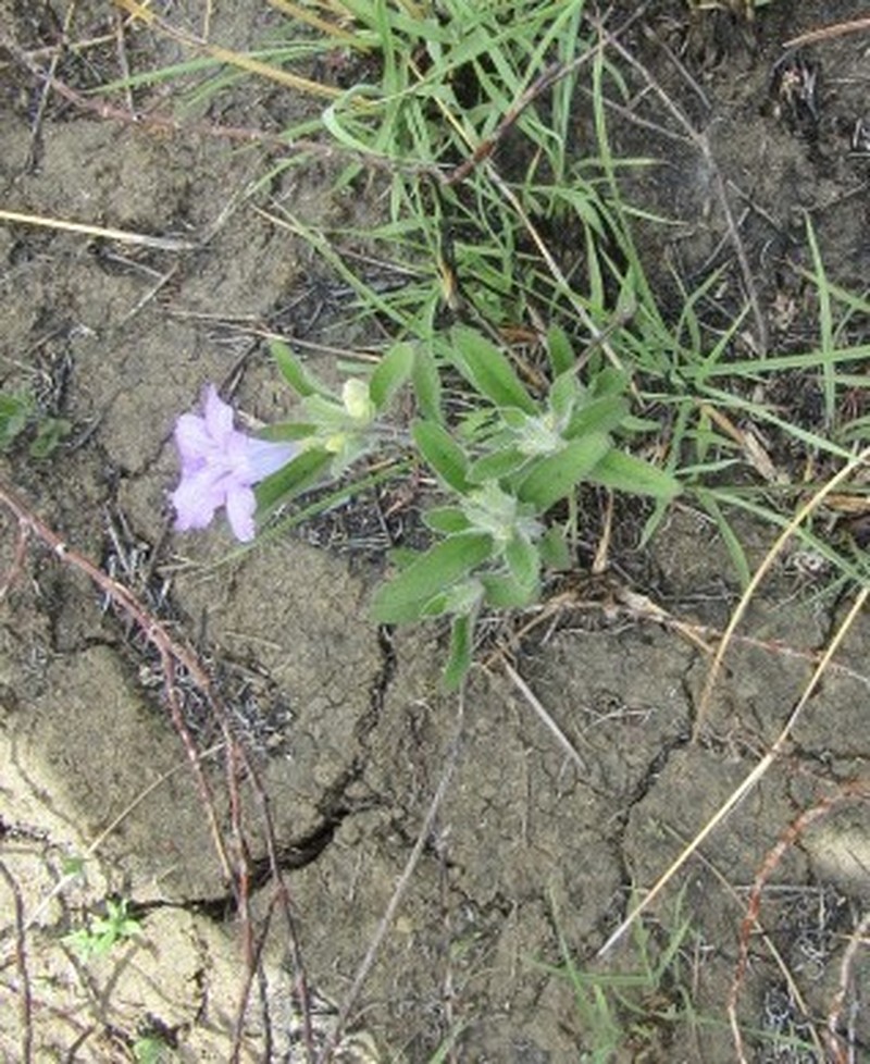 Ruellia taboleirana photo 8