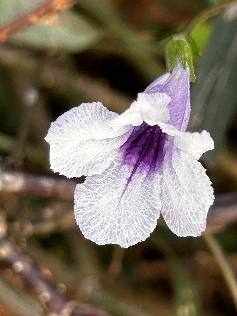 Minnieroot photo 3