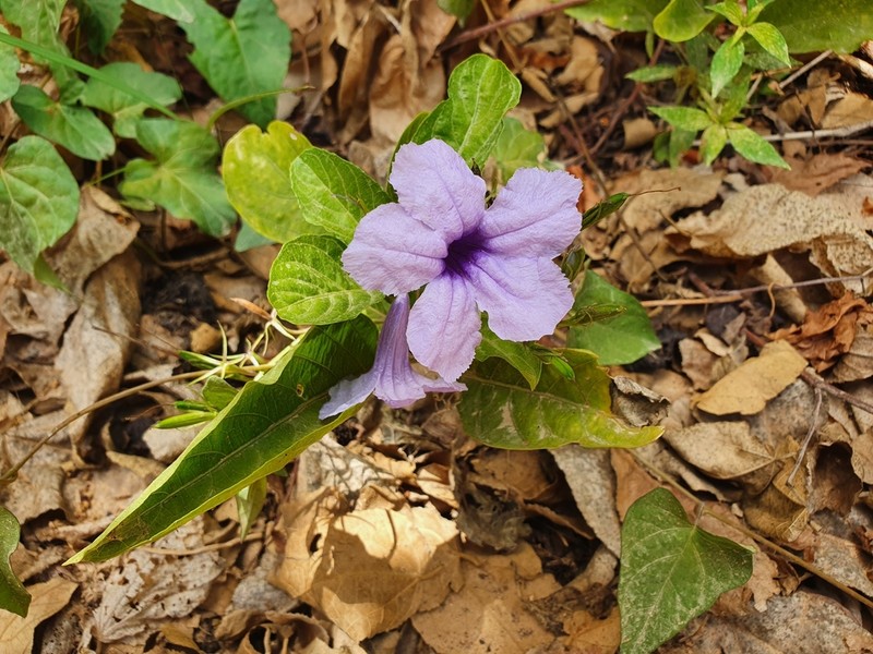 Minnieroot photo 4