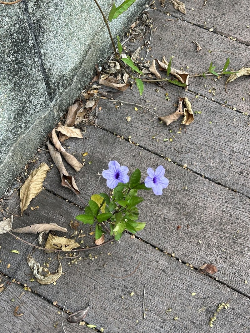 Minnieroot photo 5