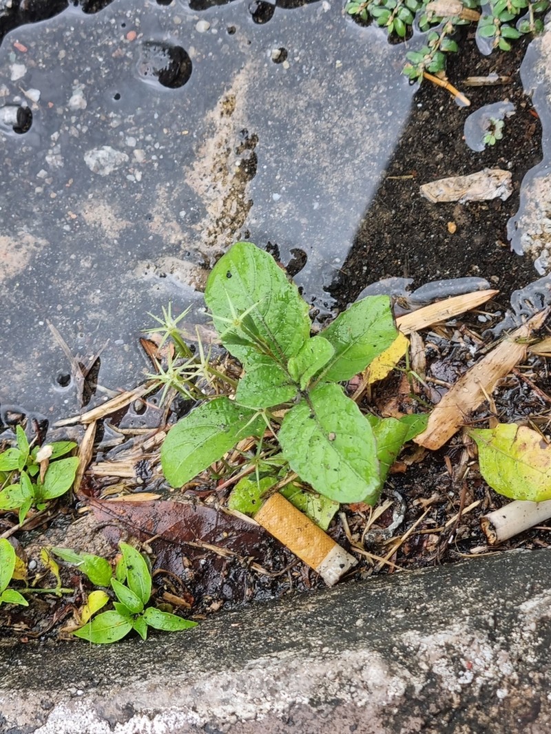 Minnieroot photo 6