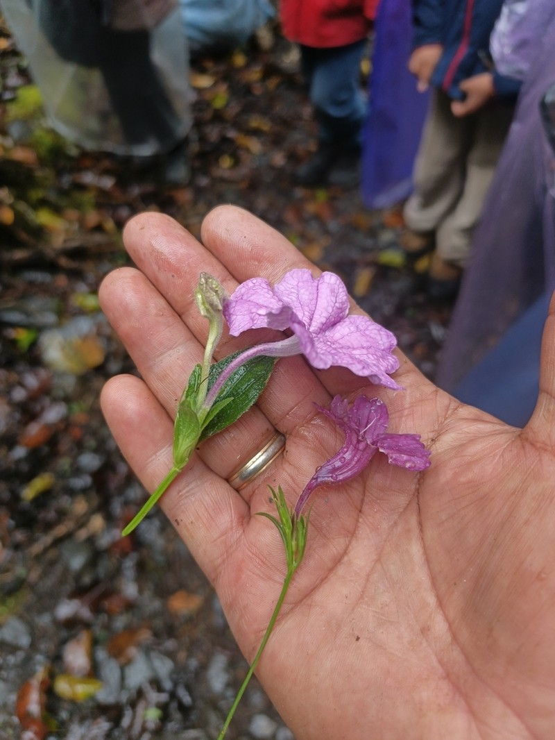 Ruellia whitneyana