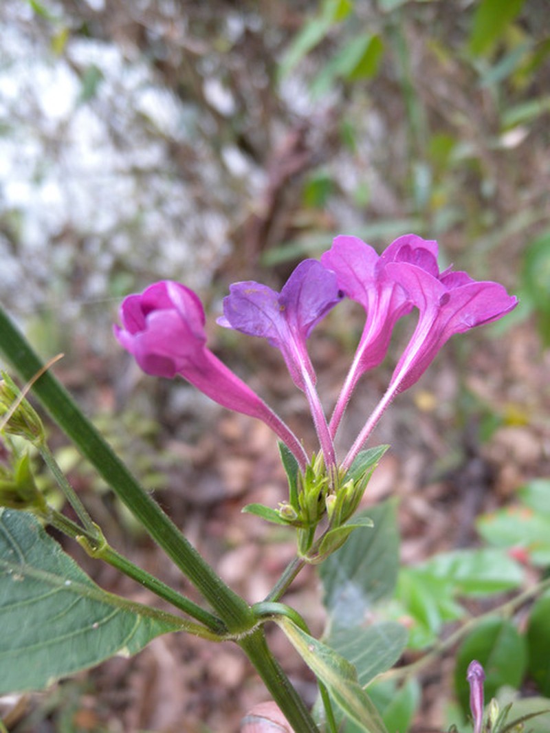 Ruellia whitneyana photo 2