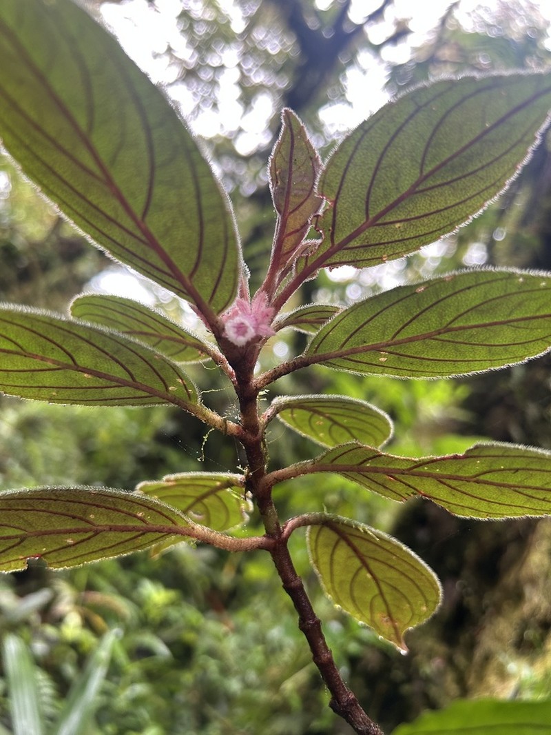 Rufodorsia cerricola