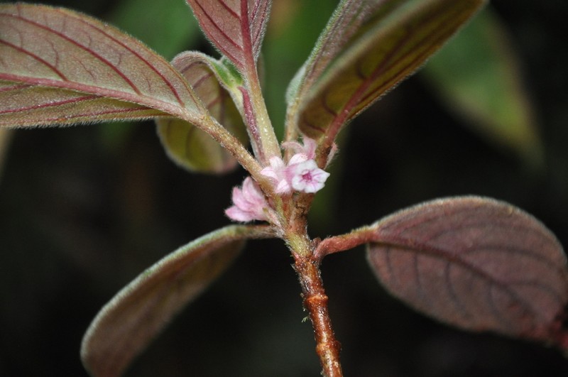Rufodorsia cerricola photo 2