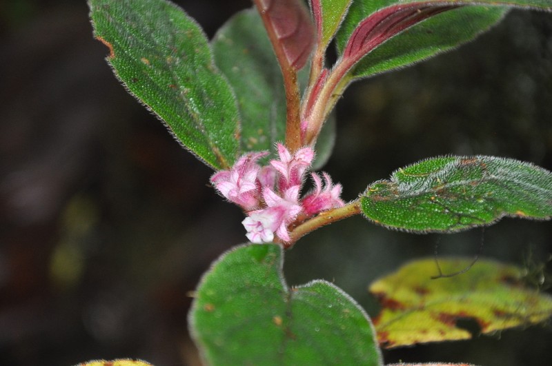 Rufodorsia cerricola photo 3