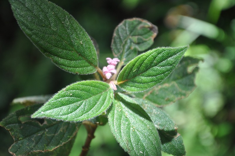 Rufodorsia cerricola photo 4