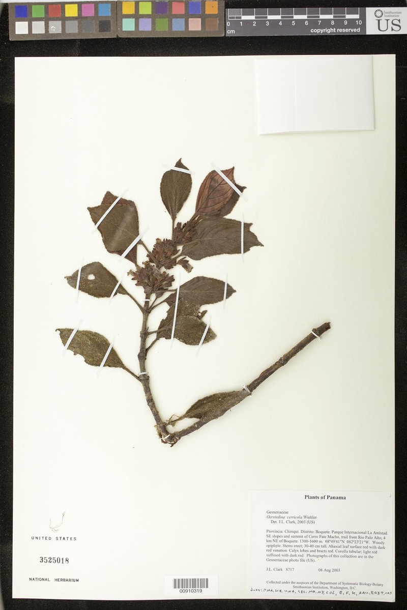 Rufodorsia cerricola photo 7