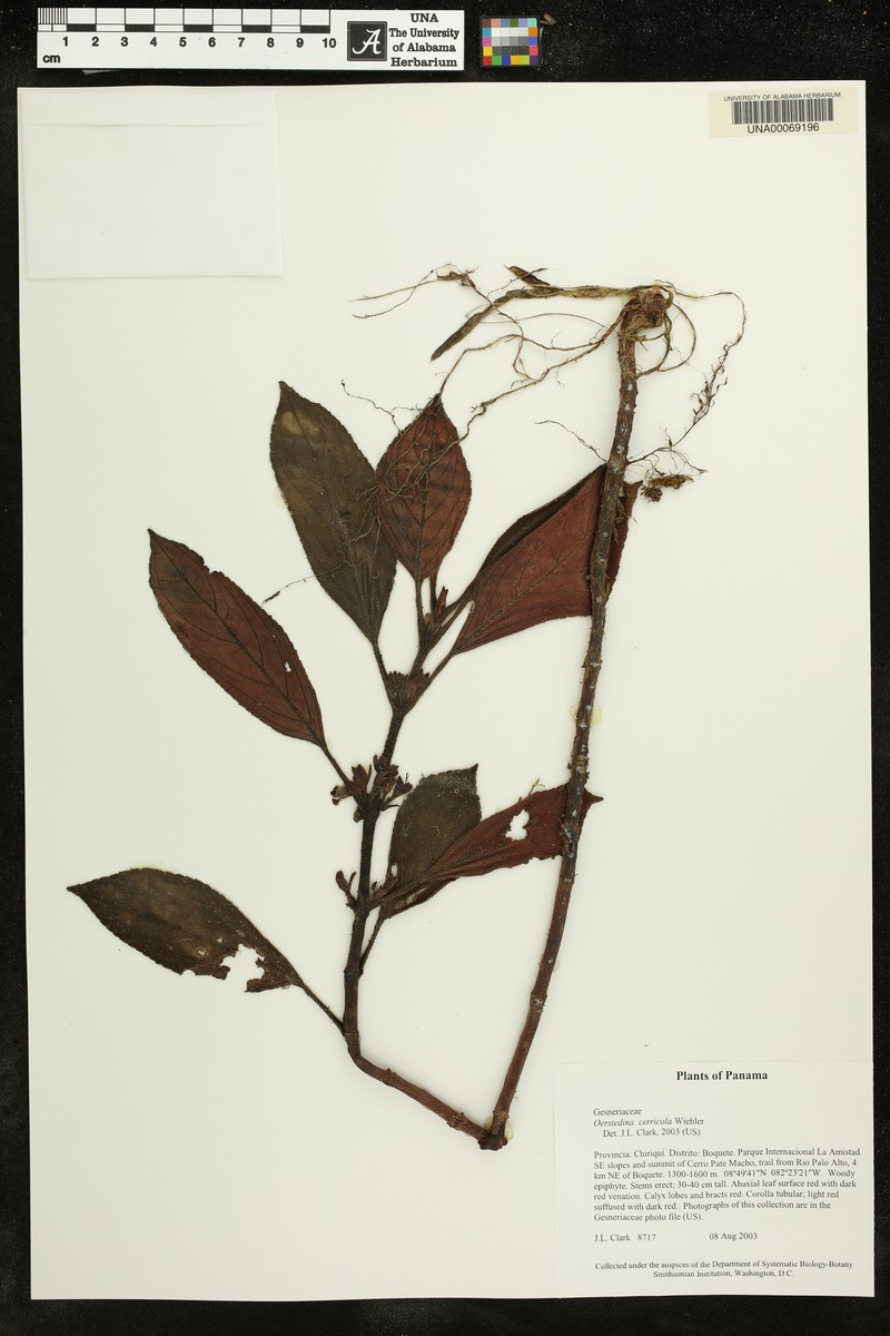Rufodorsia cerricola photo 8