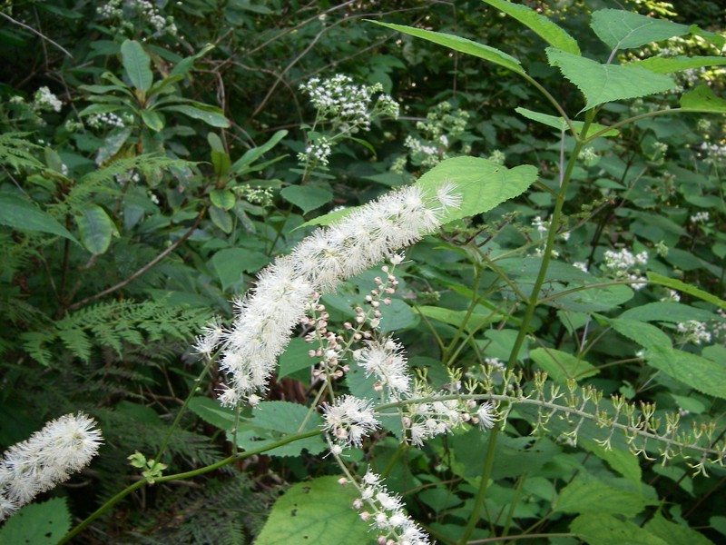 Rugel's Indianplantain photo 2