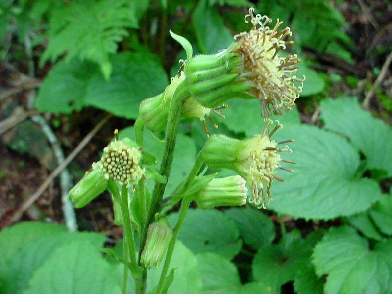 Rugel's Indianplantain photo 3