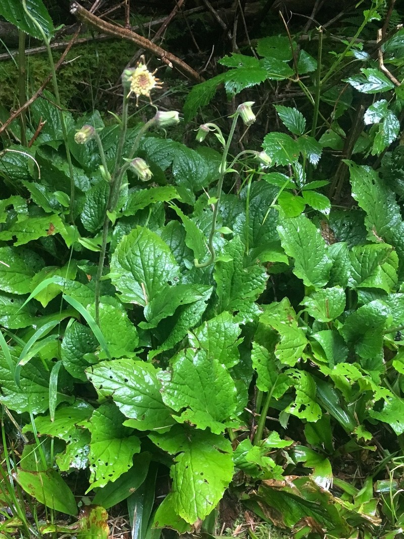 Rugel's Indianplantain