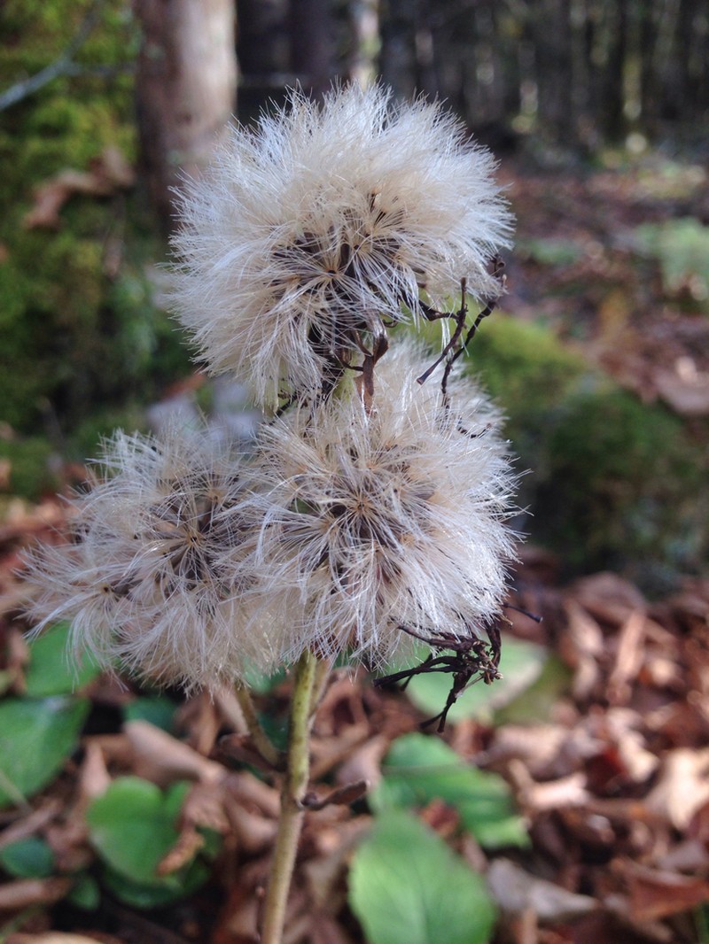 Rugel's Indianplantain photo 2