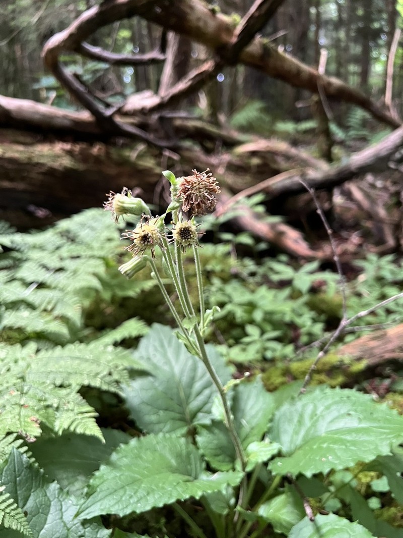 Rugel's Indianplantain photo 3