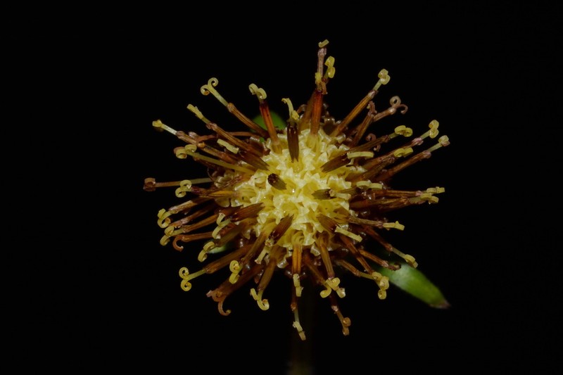 Rugel's Indianplantain photo 4
