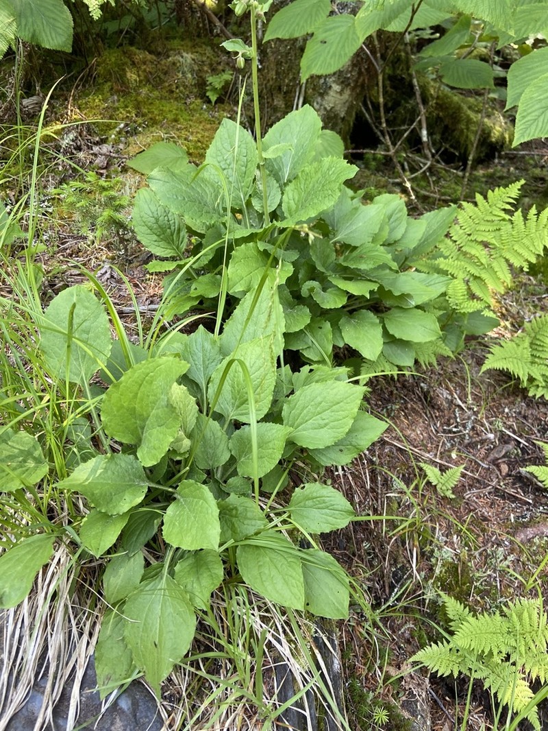 Rugel's Indianplantain photo 5