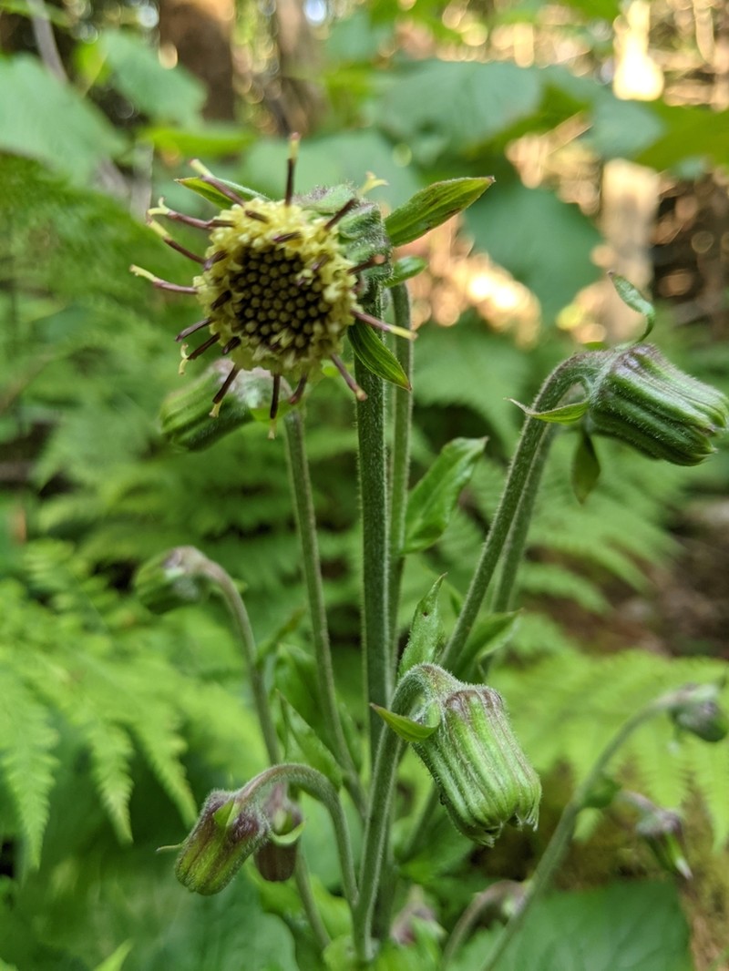 Rugel's Indianplantain photo 6