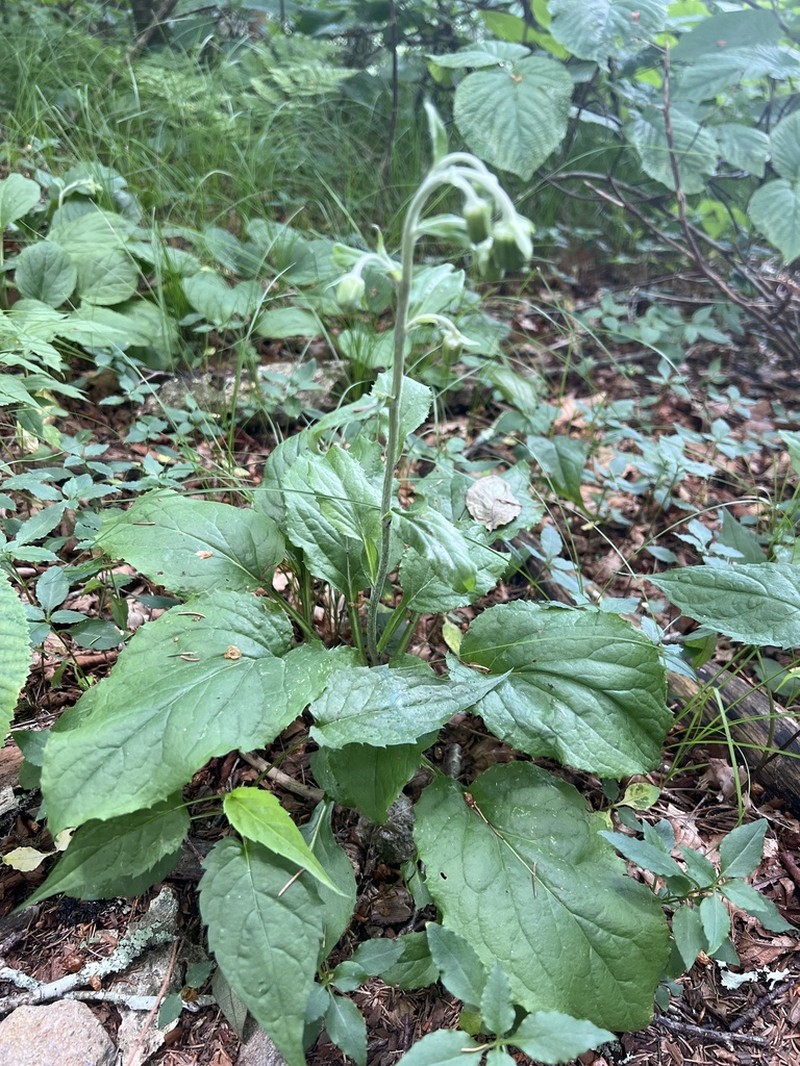 Rugel's Indianplantain photo 7