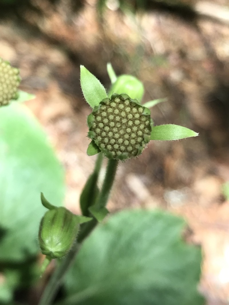 Rugel's Indianplantain photo 8