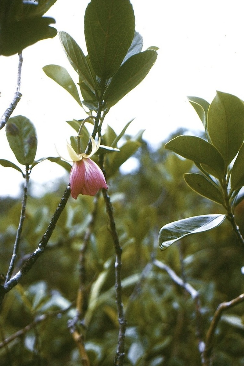 Ruizia blackburniana photo 2