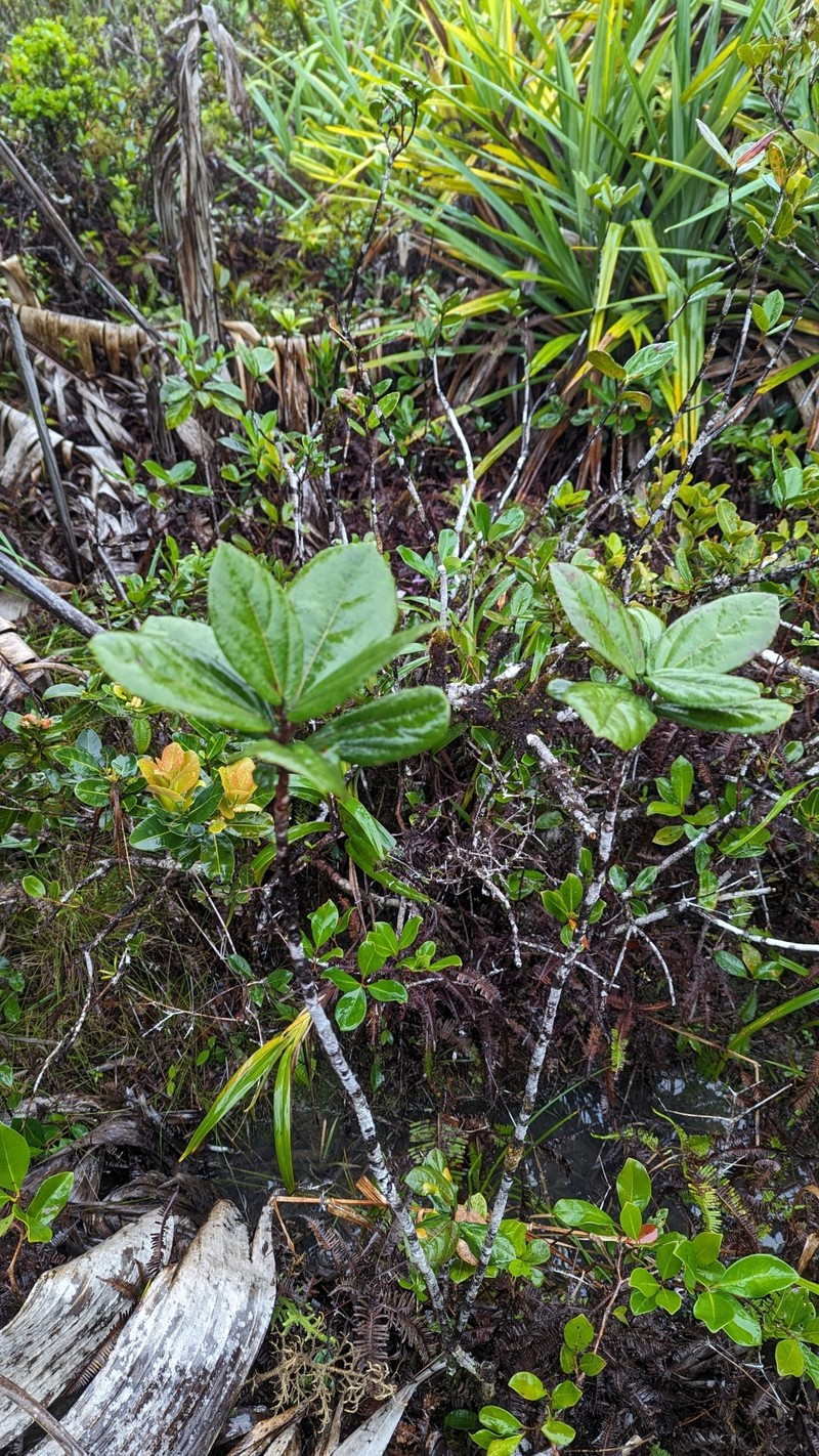 Ruizia blackburniana photo 3