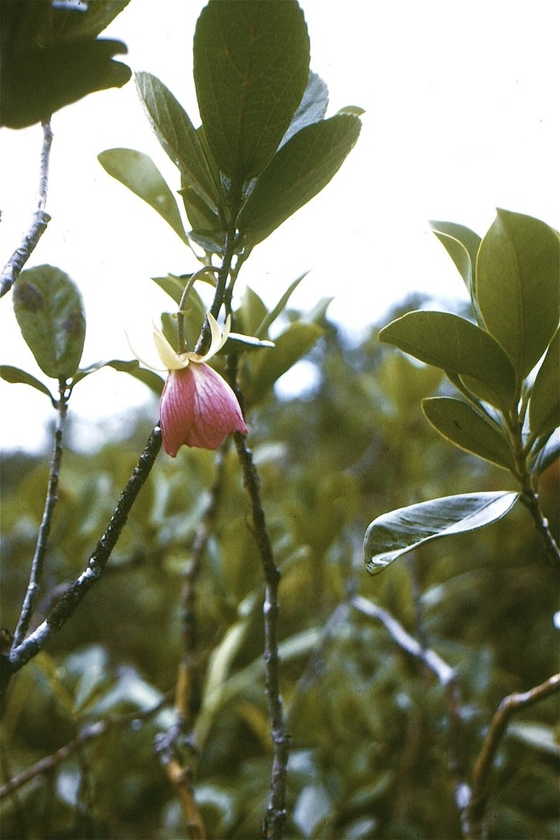 Ruizia blackburniana photo 4