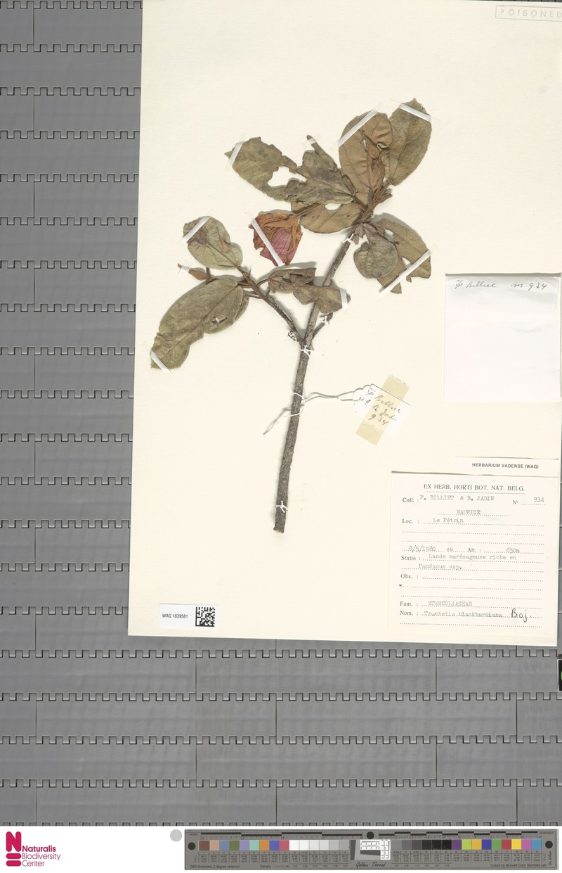 Ruizia blackburniana photo 5