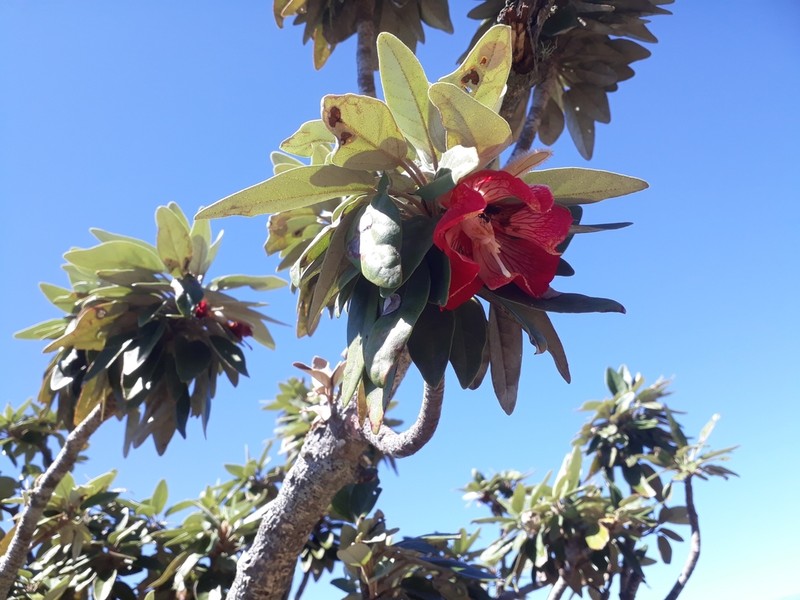 Ruizia boutoniana