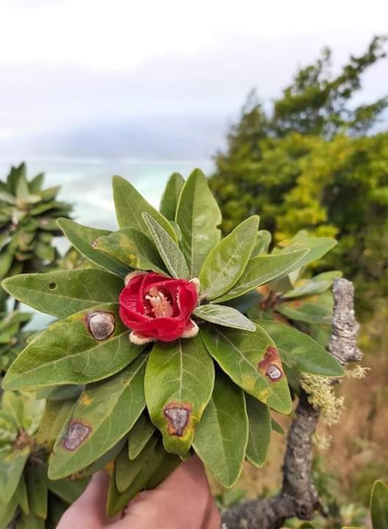 Ruizia boutoniana photo 2