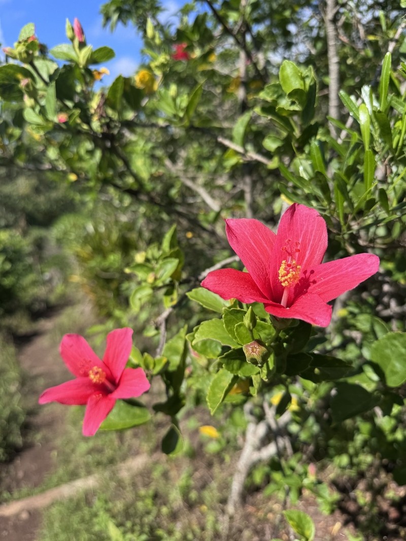 Ruizia boutoniana photo 7