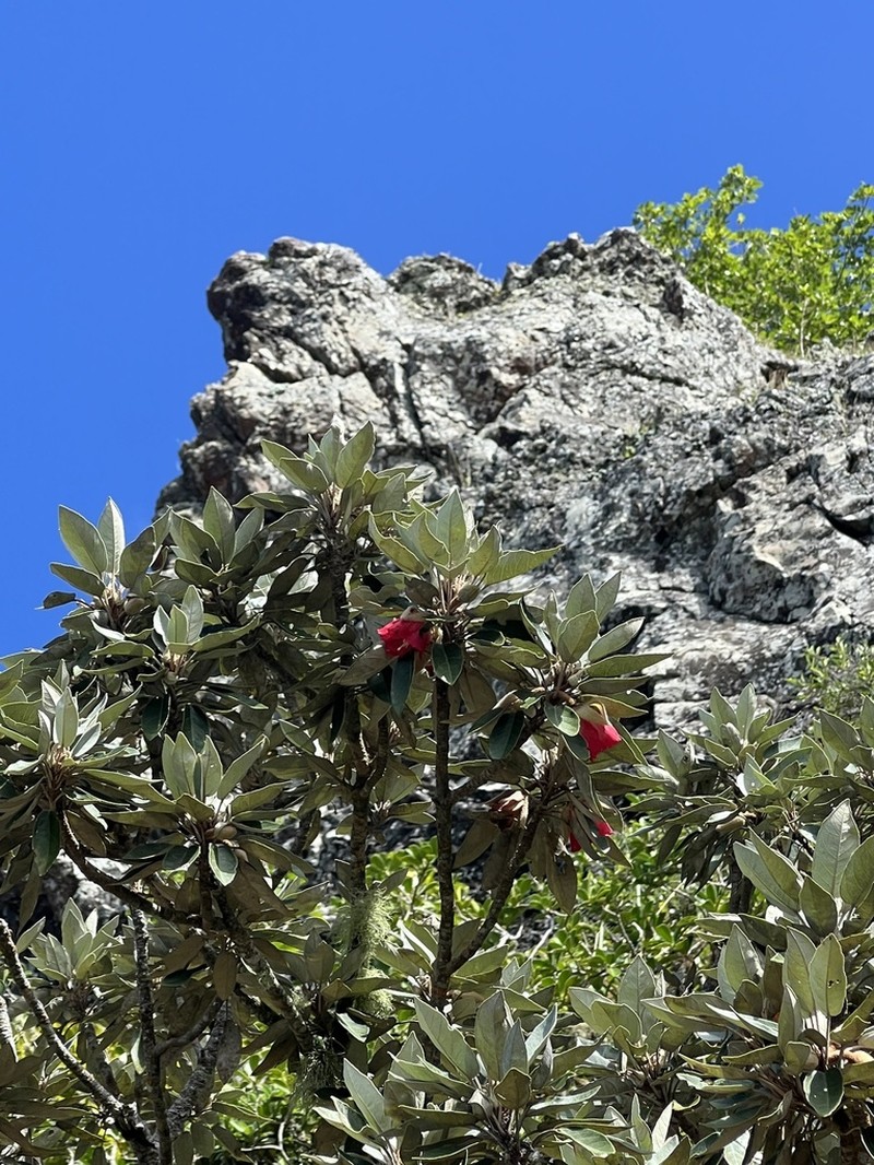 Ruizia boutoniana photo 8