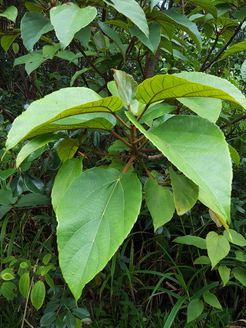 Ruizia ferruginea