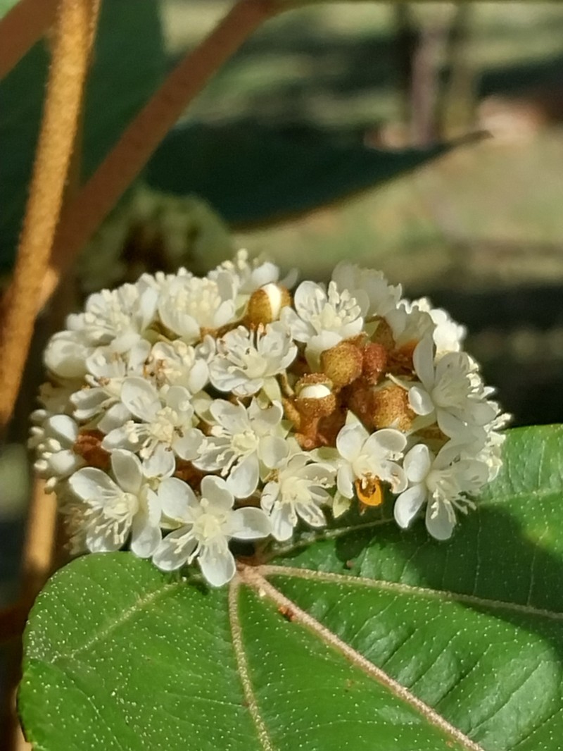 Ruizia ferruginea photo 2