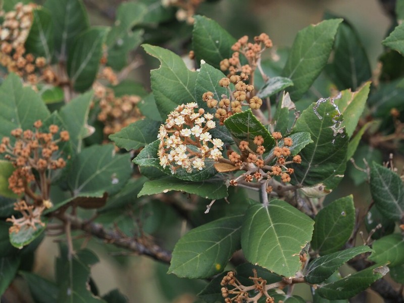 Ruizia ferruginea photo 4