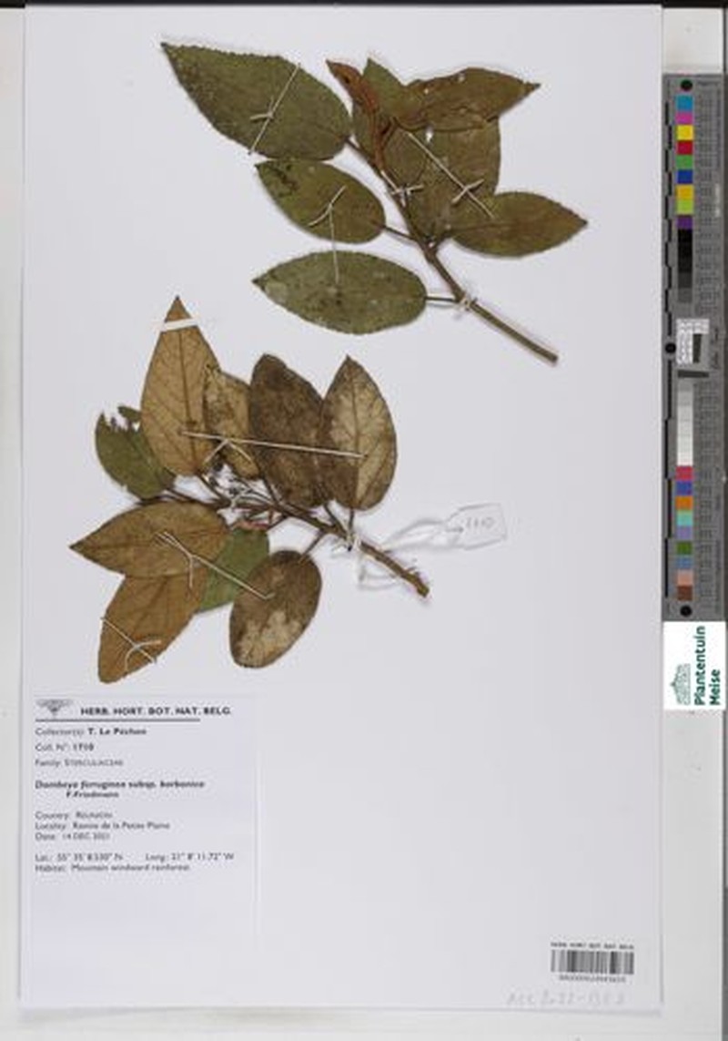Ruizia ferruginea subsp. borbonica