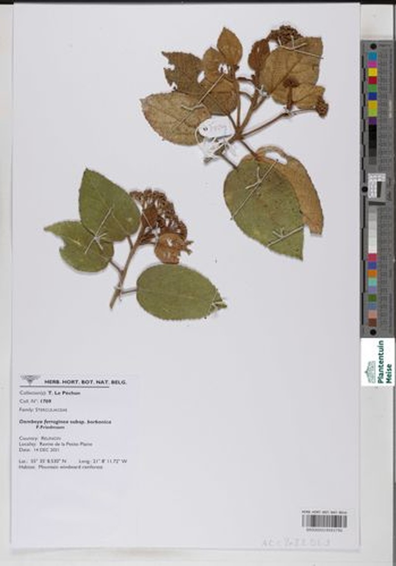 Ruizia ferruginea subsp. borbonica photo 2
