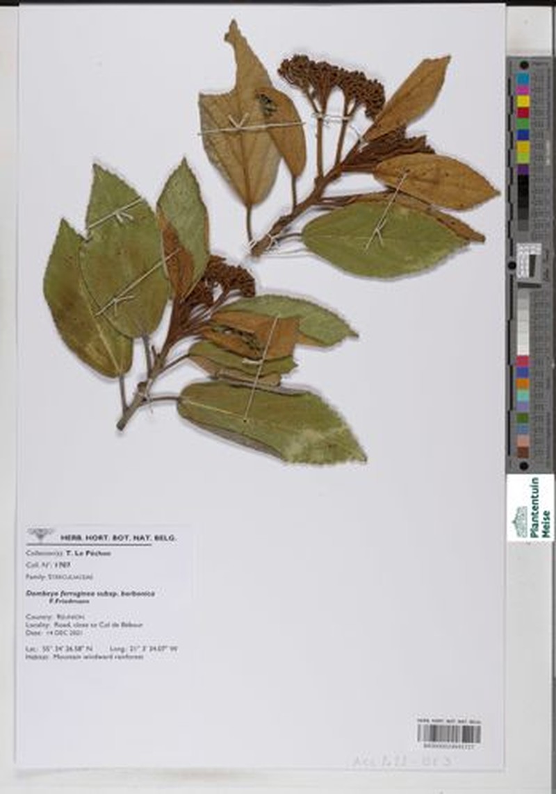 Ruizia ferruginea subsp. borbonica photo 3
