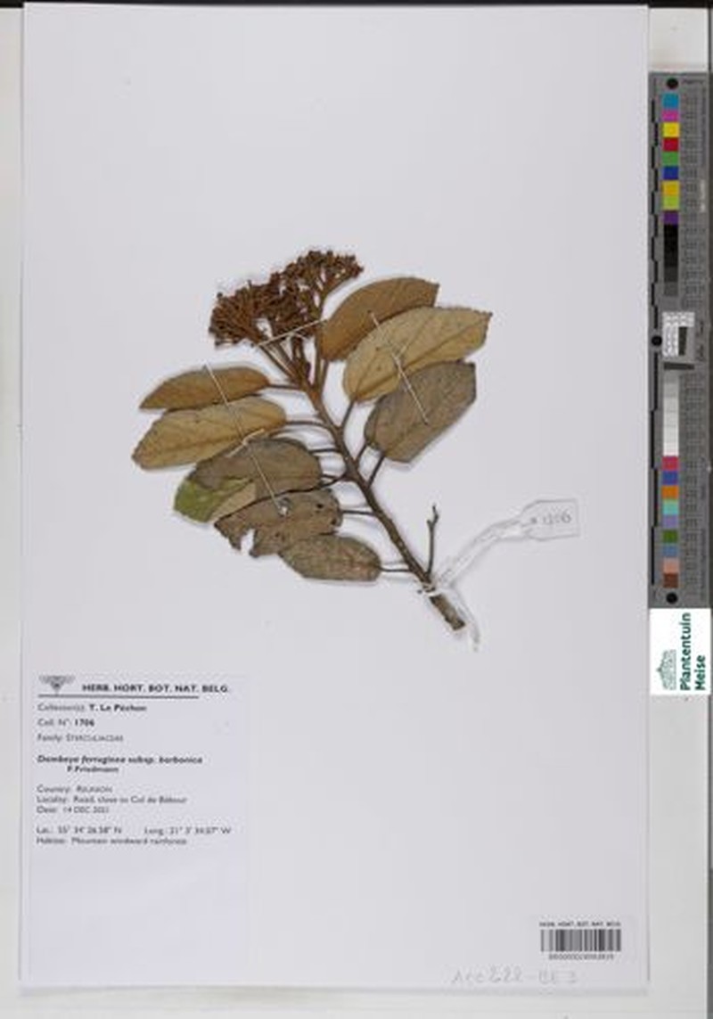 Ruizia ferruginea subsp. borbonica photo 4