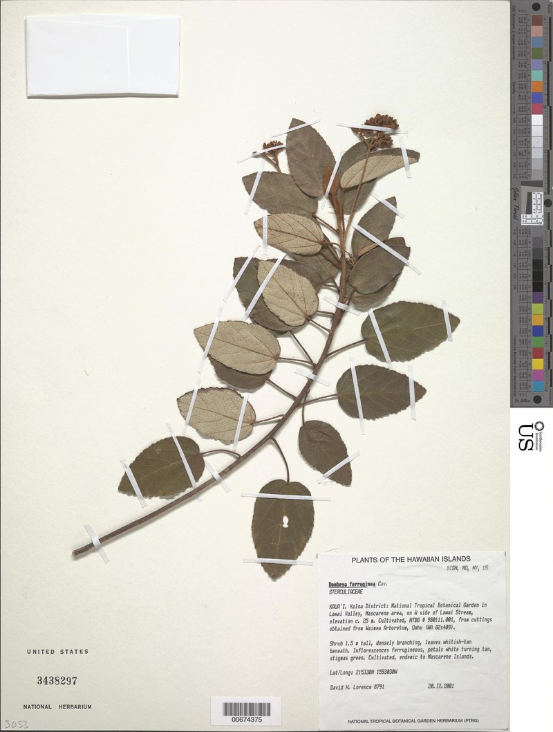 Ruizia ferruginea subsp. ferruginea