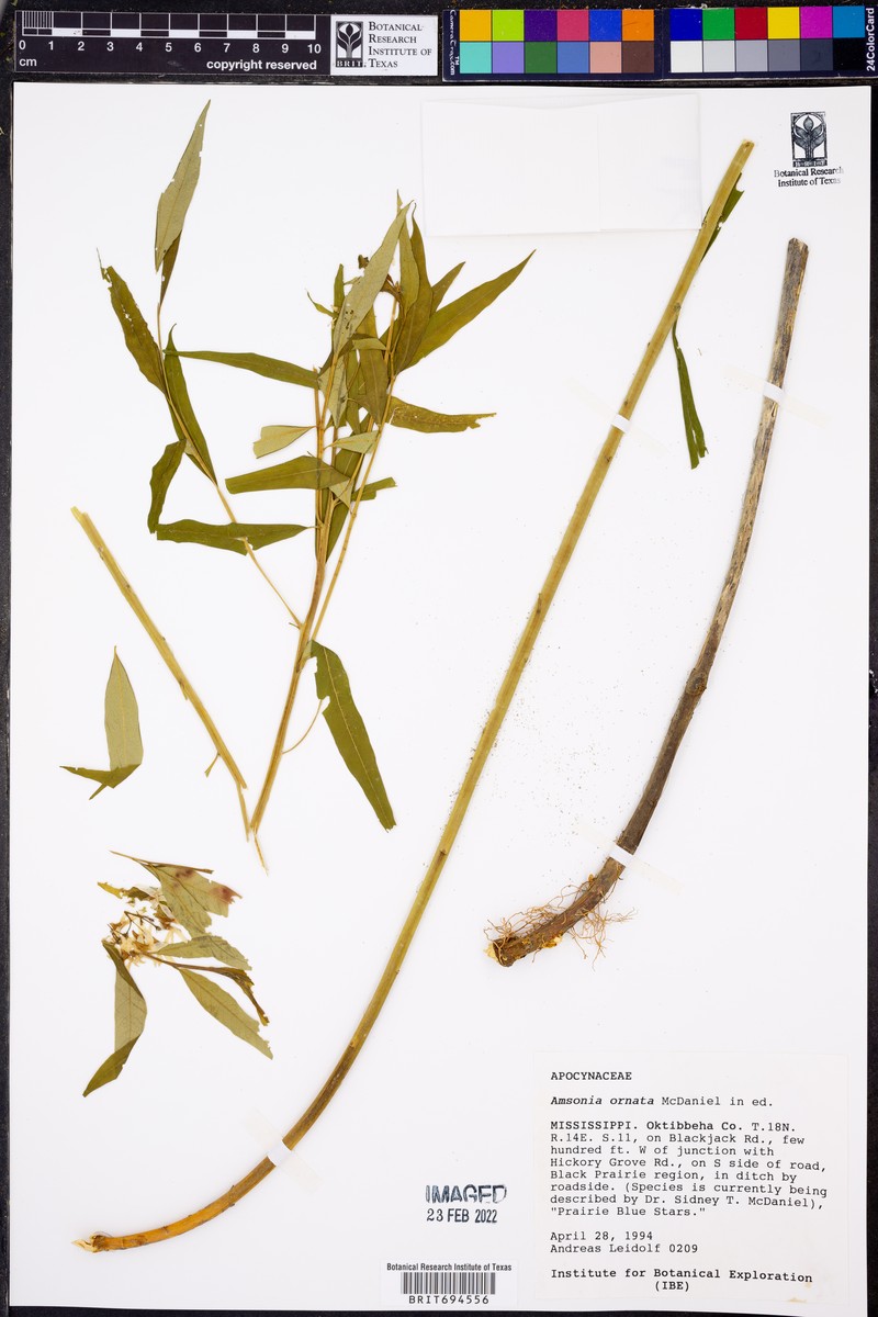 Ruizia ferruginea subsp. ferruginea photo 2