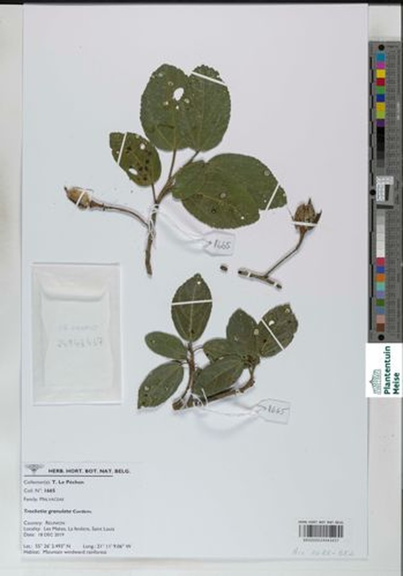 Ruizia granulata photo 2