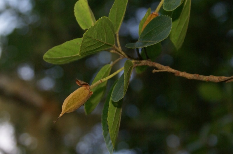 Ruizia granulata