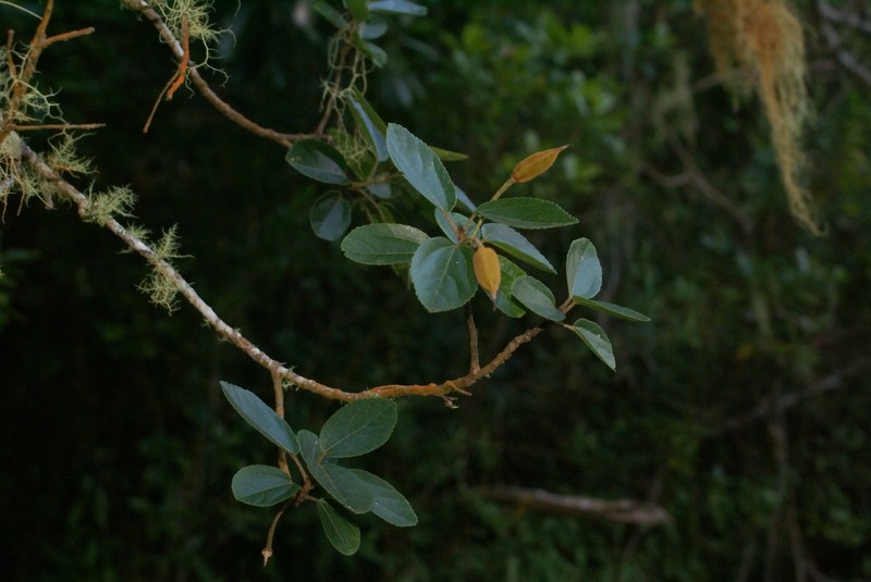 Ruizia granulata photo 3