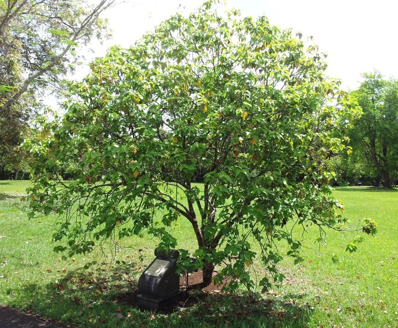 Ruizia mauritiana