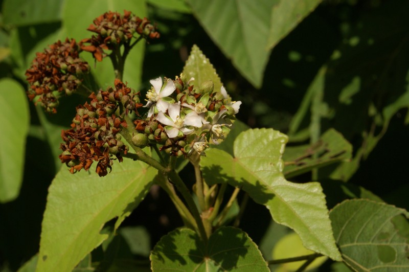 Ruizia mauritiana photo 2